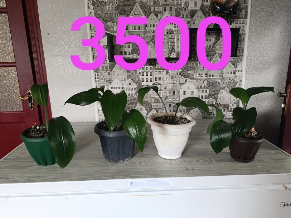 Продам цветы разные