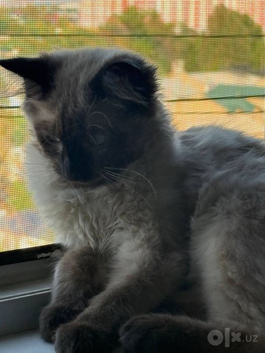 Сиамский кот породеэистый