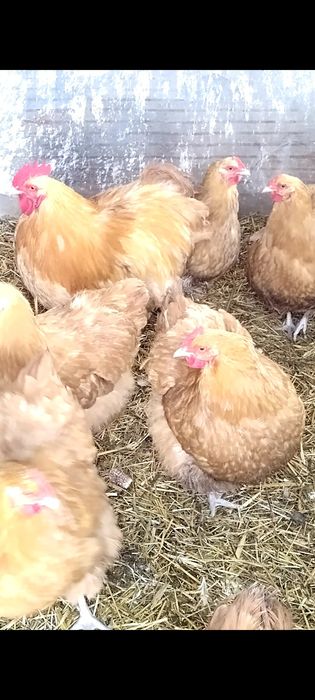 Оплодени Яйца от Жълт Орпингтон и Брама