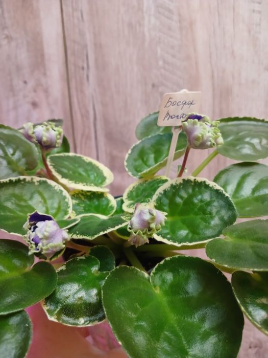 Цветущие фиалки  3000тг