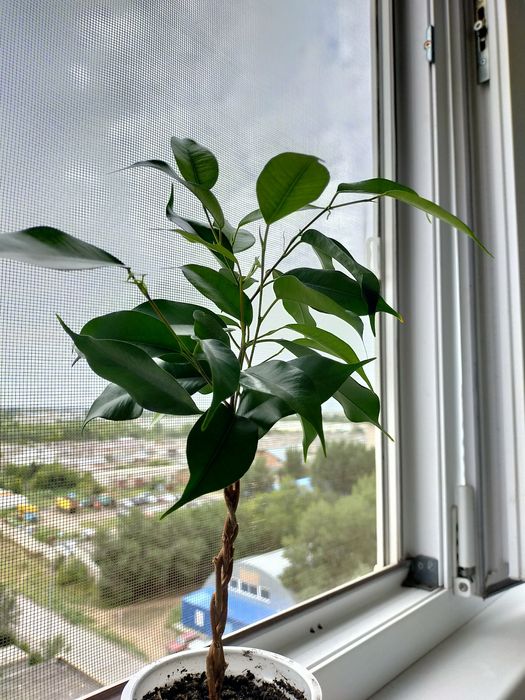 Продам фикус Бенджамина