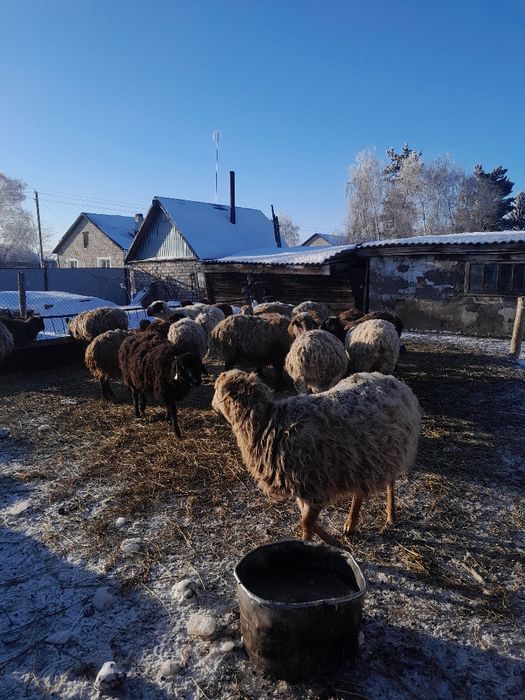 Продам овец, баранов, ягнят