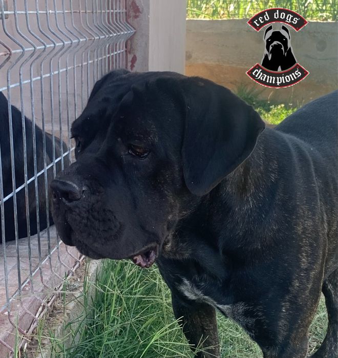Femela Cane Corso - Campioana FCI