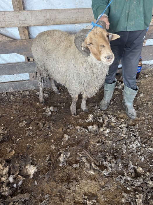 Vand un berbec si doua capre