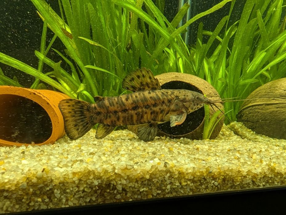 Продам аквариумную рыбу