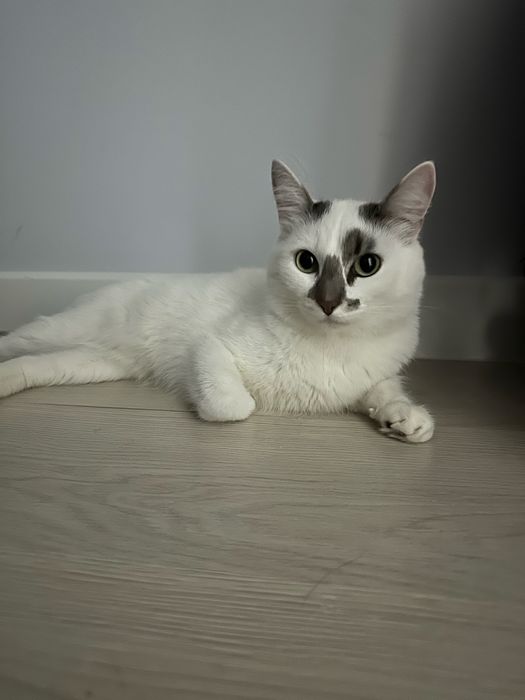 Отдам кота в хорошие руки