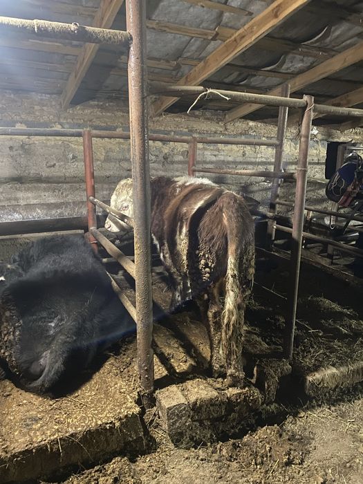 Падсос бар букалыққа айырбас