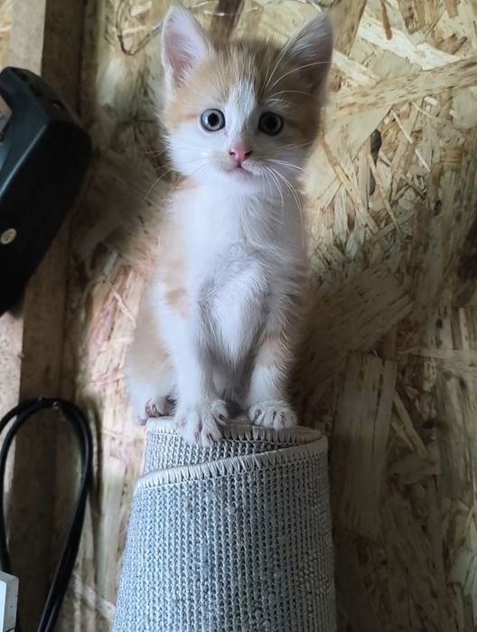 Котята заботливым хозяевам