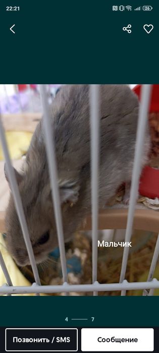 Продам  хомяков сирийских