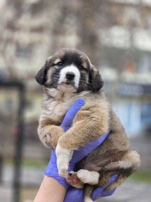 Щенок, девочка, 2 месяца