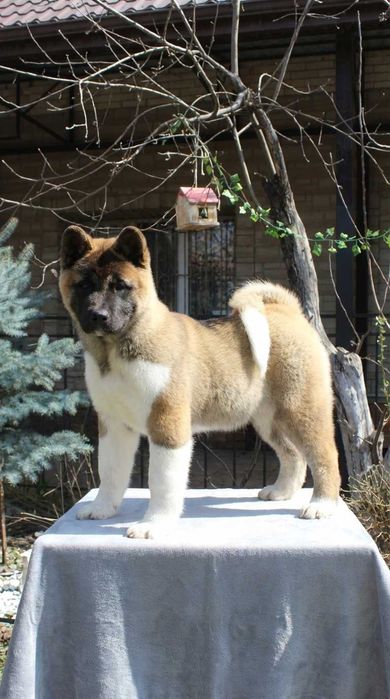 Американская акита девочка