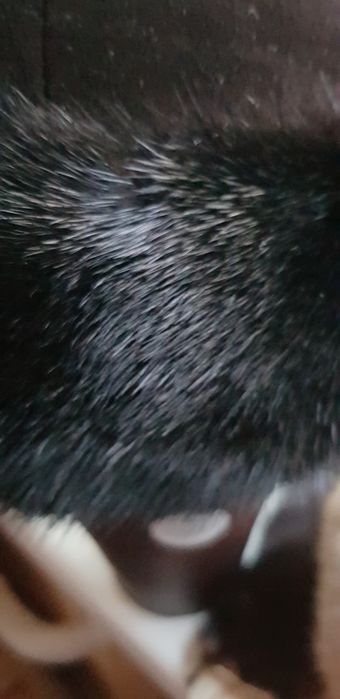 Борик ,головной убор