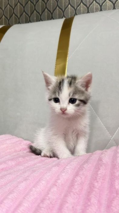 Продам котенка девочка