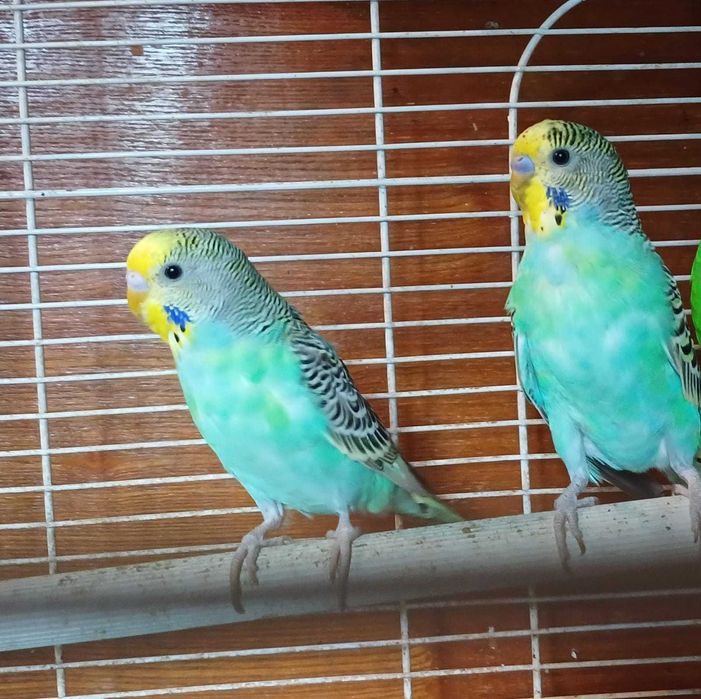 Попугаи волнистые