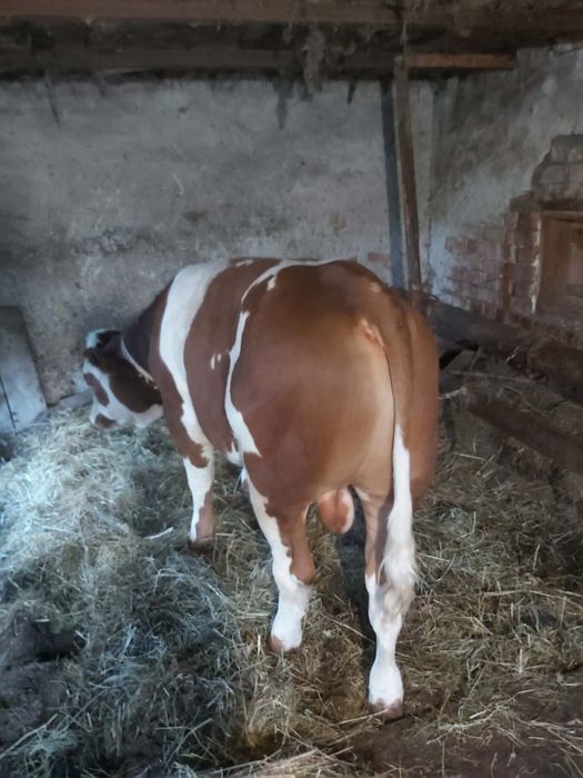Vând vițel 6 luni
