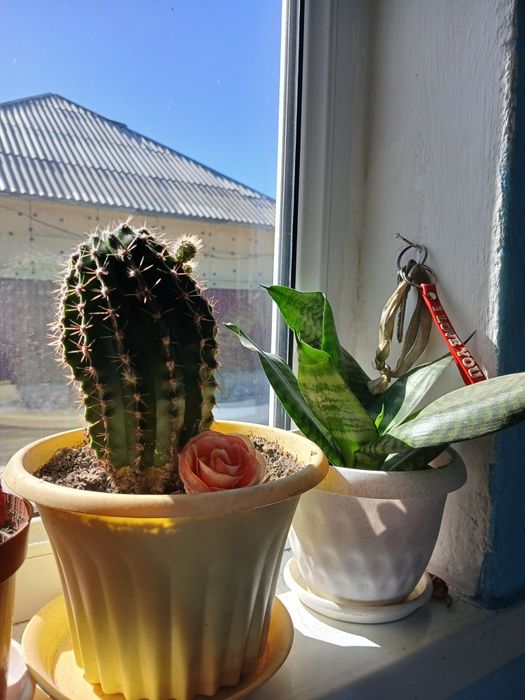 Цветы домашние  разные