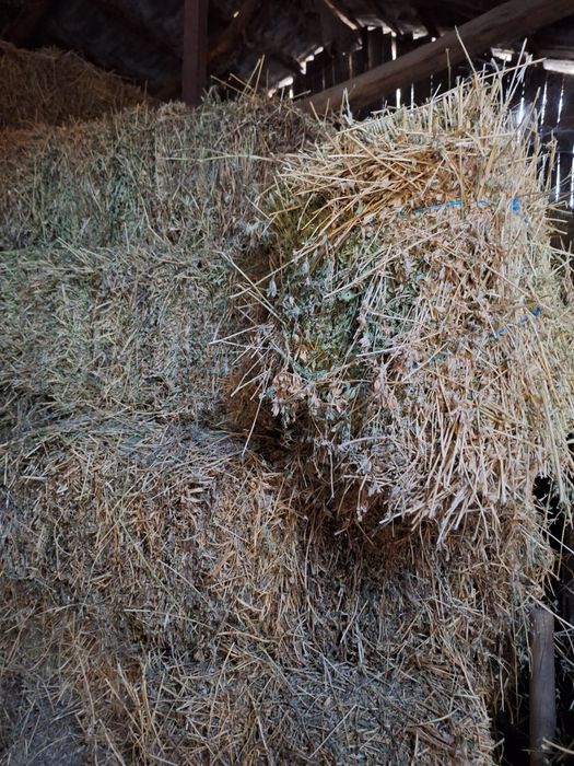 Baloti trifoi pastrati la adapost