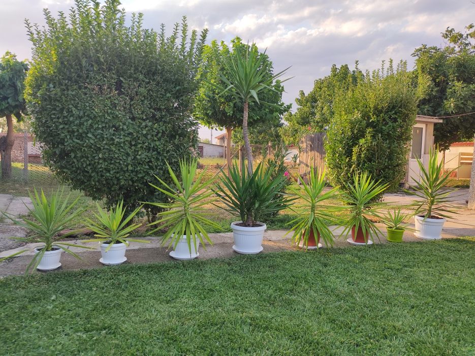 Палми Юка - многогодишни.