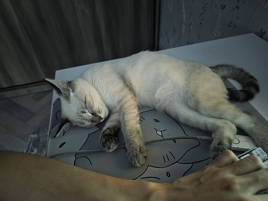 Прекрасный тайский котенок