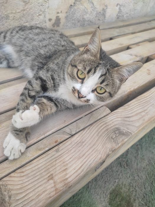 Потерялся котёнок