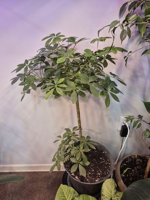 Продам цветы комнатные