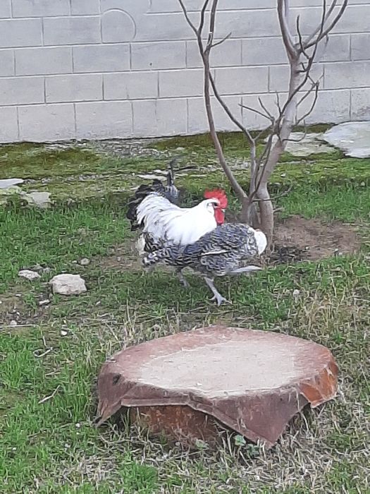 Breker zotni tuhumlari bor
