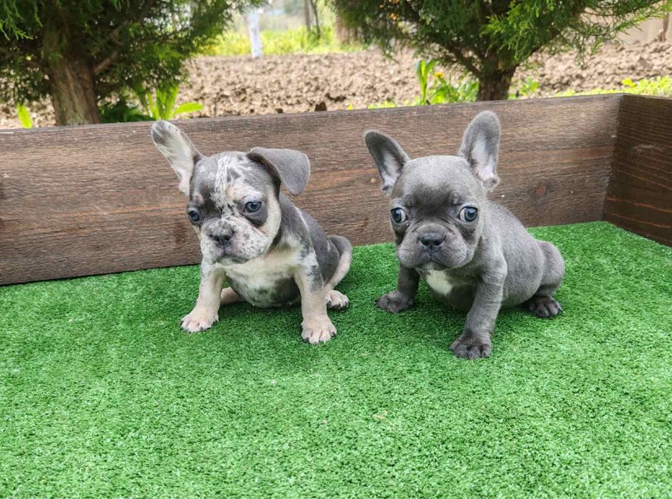 Френски булдог - мъжки