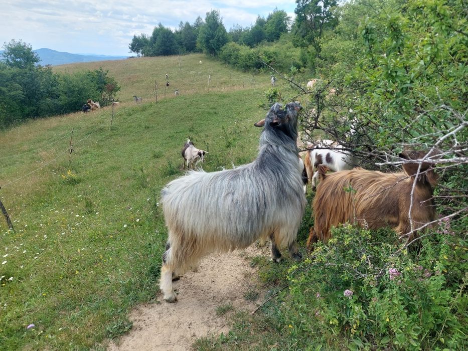 Vând iezi de monta și țapi mari