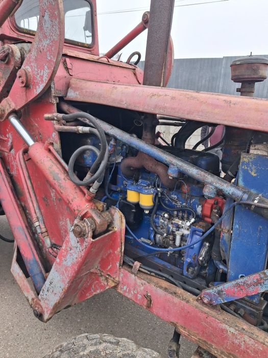 Vând ifron forestier