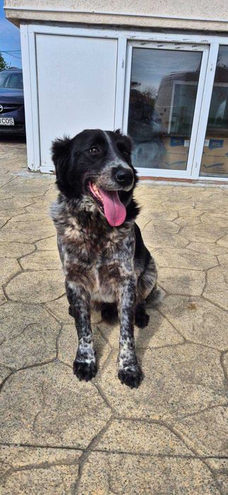 Bobita isi cauta familie