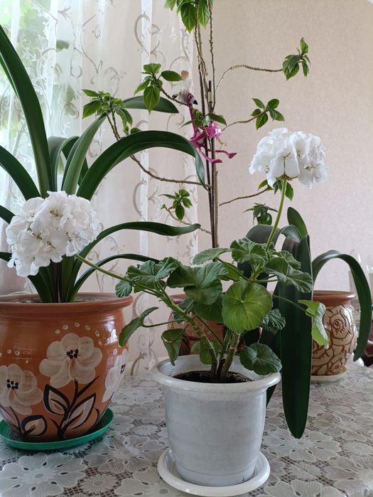 Продам герань с горшочками