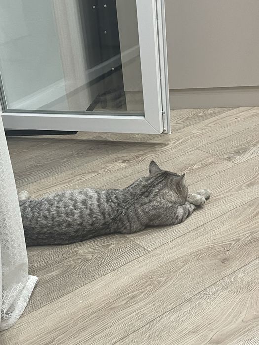 Ласковый и нежный котик