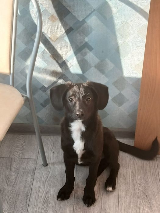 Отдам щенка 5 месяцев добрые руки