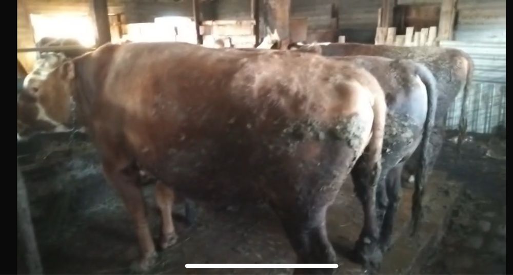 Откормленгые бычки. Бұқалар