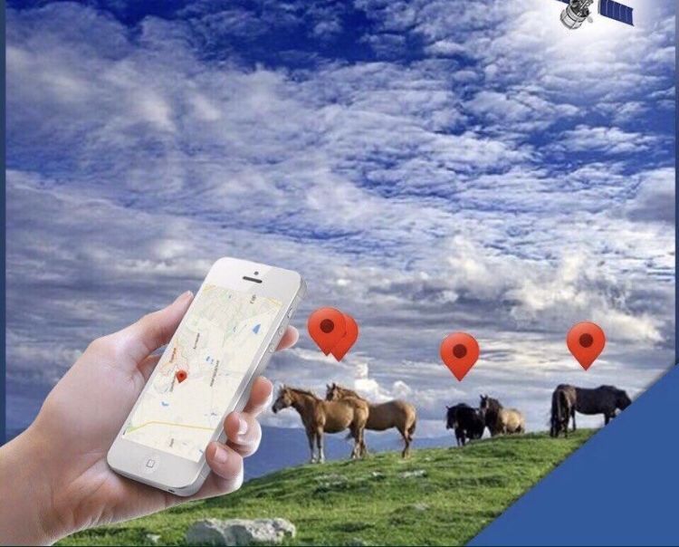 Жылқыға жпс