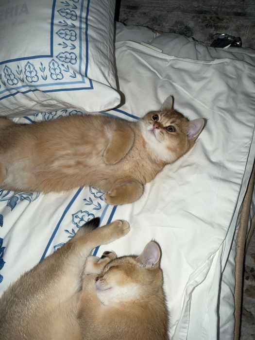 Котята Золотые Шиншиллы