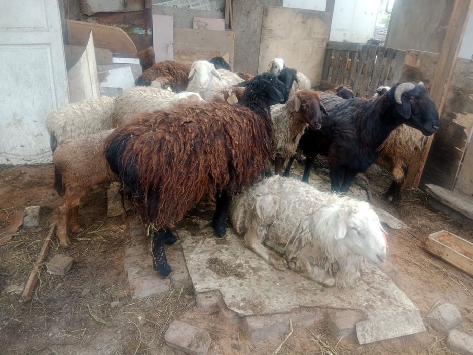 Продам баранов на Курбан айт.