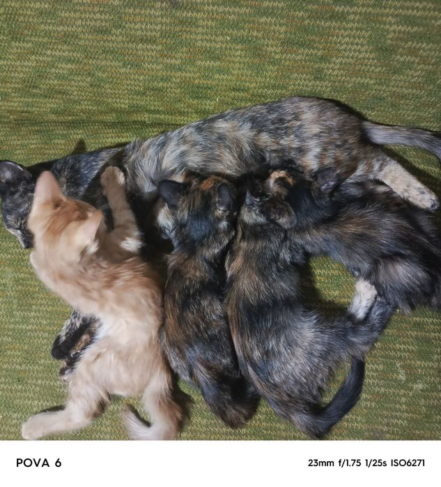 Пышыклар бесплатный бериледи