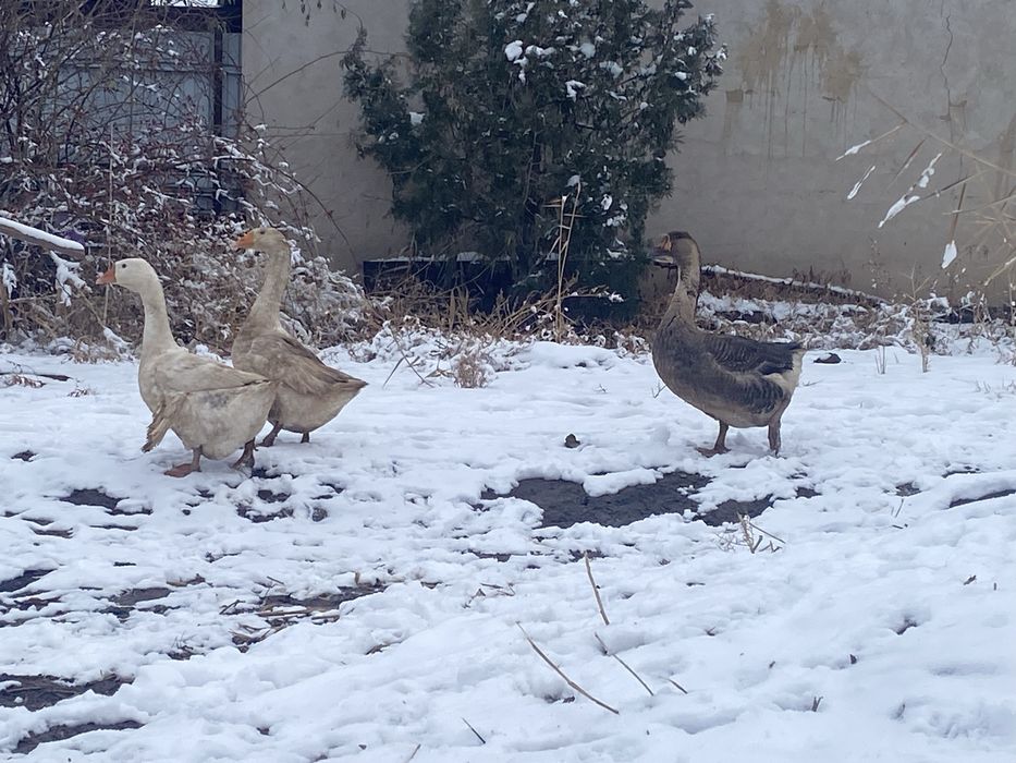 Срочно продаю Гусей!