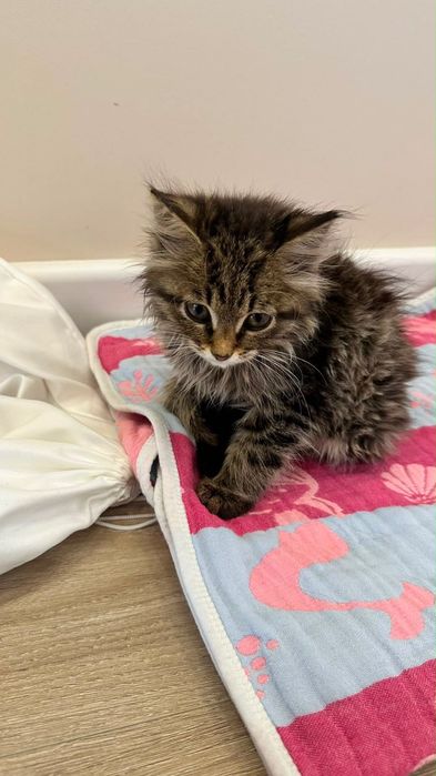 Котенок 2 месяца мальчик метис