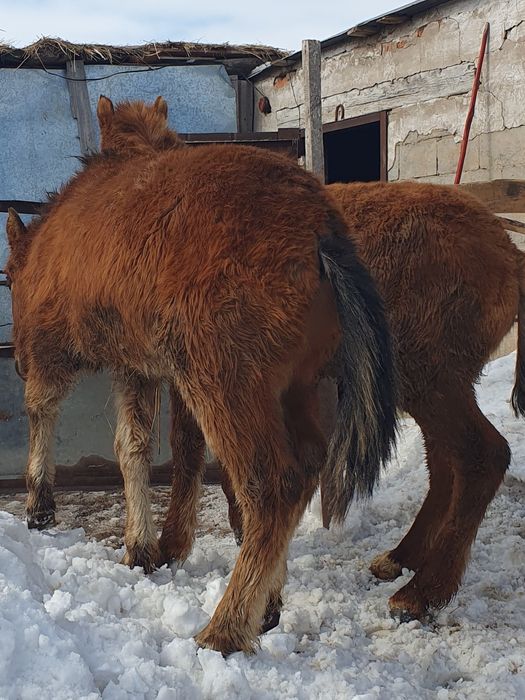Тай еркек сатылады.