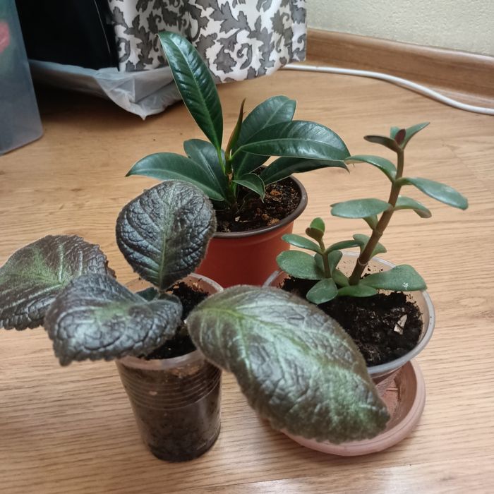 Продам комнатные цветы