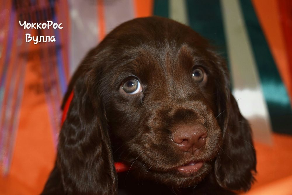 Спаниель шоколадка