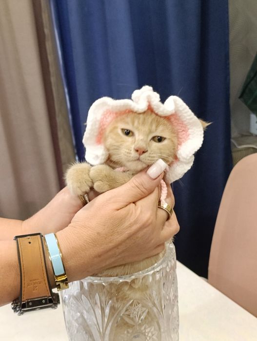 Отдам котят в хорошие руки