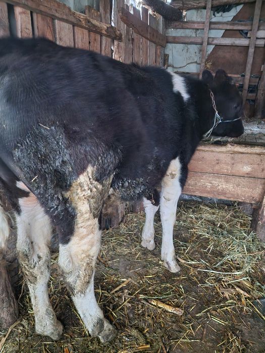 Vand 2 tăurași buni !