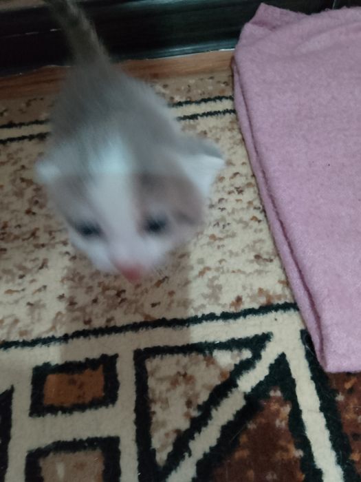 продаю британский котята