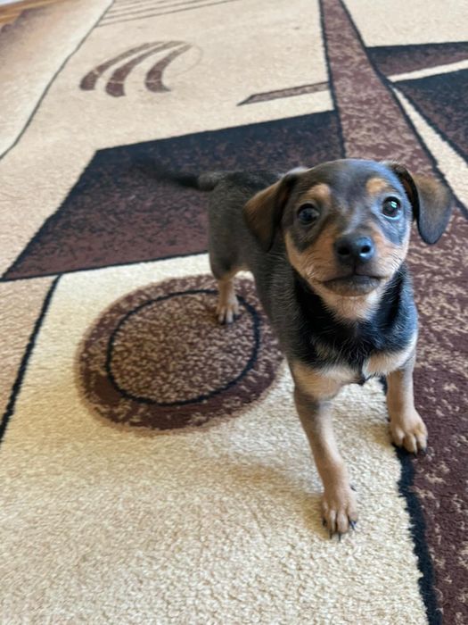 Продам щенка русский тойтерьер