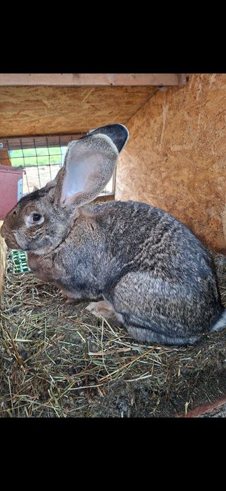 Iepuri de vanzare urias belgian