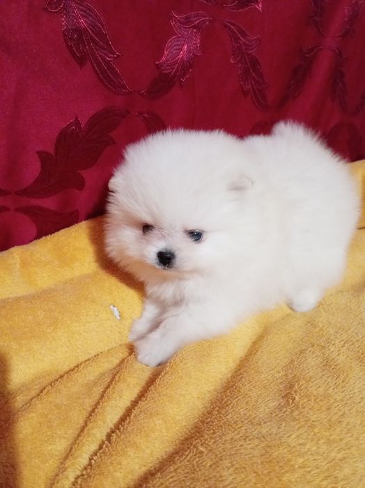 Продам щенка шпица