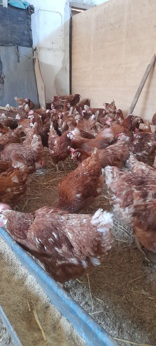 Gaini rosii ouătoare